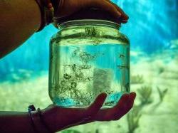 Photo of jar with sea life inside.