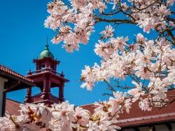 Photo of Campus in Spring