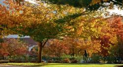 campus folliage in fall