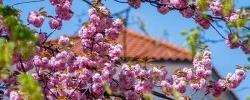 Picture of spring tree blossoms on campus.